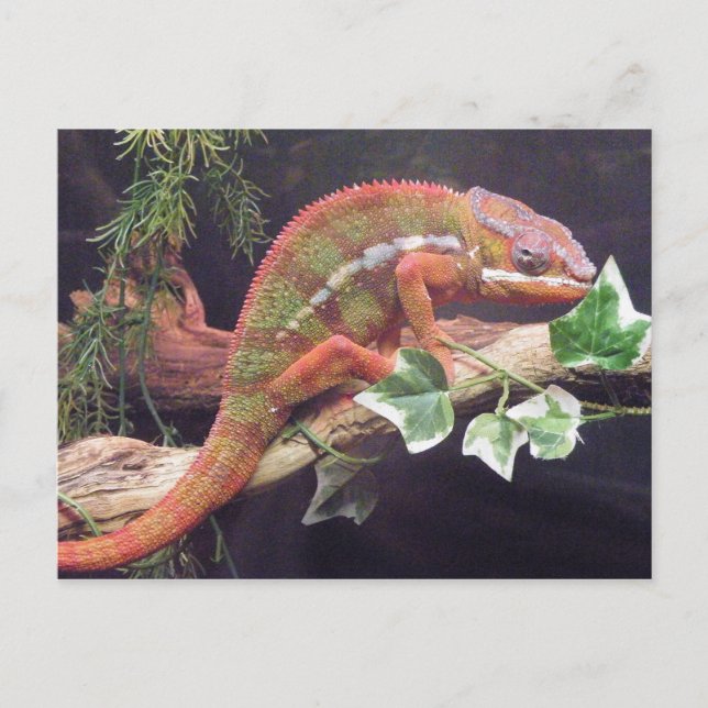 Panther Chameleon Postkarte (Vorderseite)