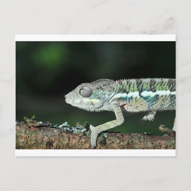 Panther Chameleon Postkarte (Vorderseite)