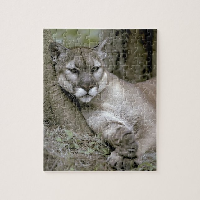 Panther Florida, Felis concolor coryi, (Vertikal)
