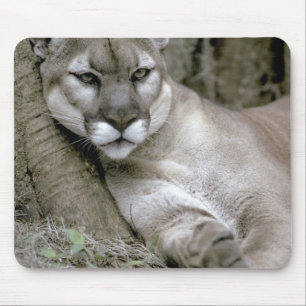 Panther Florida, Felis concolor coryi, Mousepad