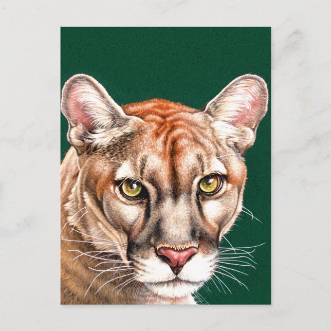 Panther Portrait Postkarte (Vorderseite)
