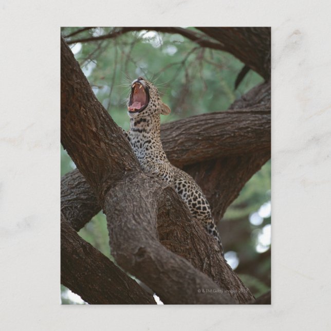 Panther Postkarte (Vorderseite)