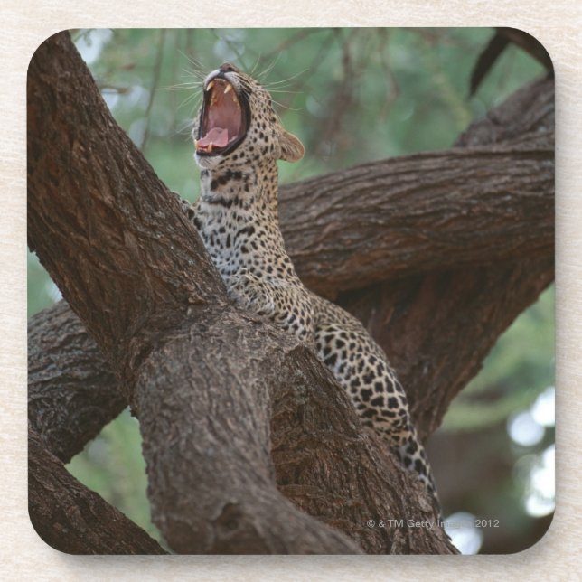 Panther Untersetzer (Vorderseite)