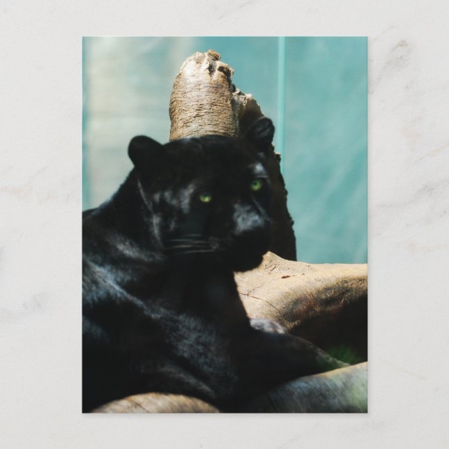 Panther with Piercing Eyes Postkarte (Vorderseite)
