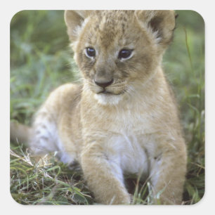 Panthera leo), Tansania, Quadratischer Aufkleber