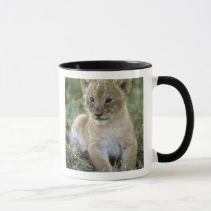 Panthera leo), Tansania, Tasse