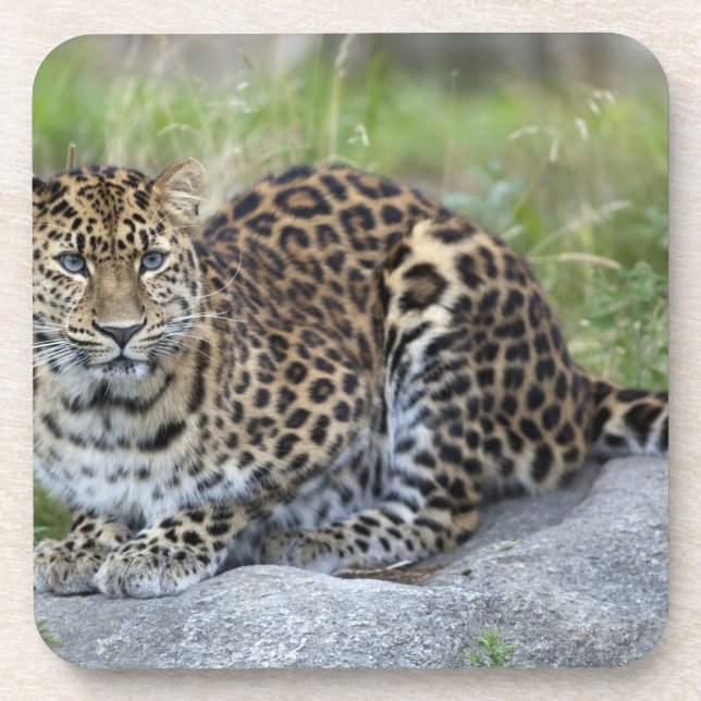 Panthera pardus orientalis untersetzer (Vorderseite)