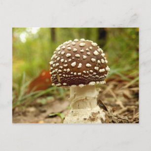Pantherkappe Pilz Postkarte
