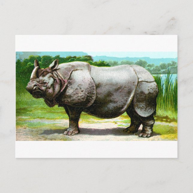 Panzernashorn Postkarte (Vorderseite)