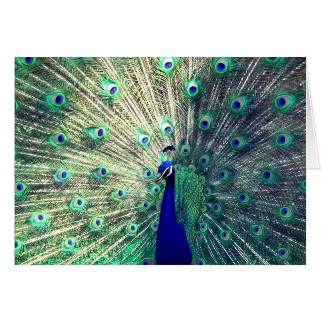 Paon bleu indien (Devant Horizontal)