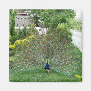 Paon dans le jardin Photo Magnet