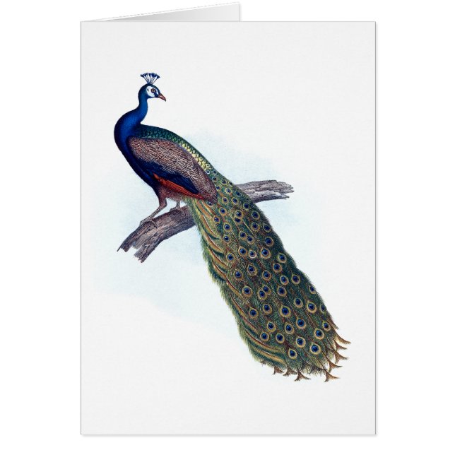 Paon indien (Devant)