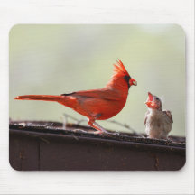 Papa und Baby Kardinal 1