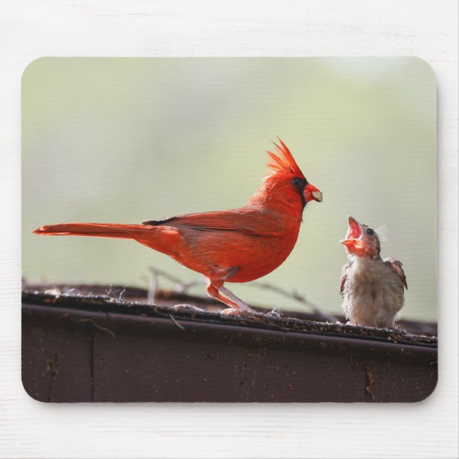 Papa und Baby Kardinal 1 Mousepad (Vorne)