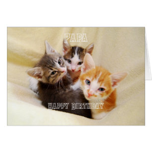 Papa, Warmes und Flauschiges Kätzchen-Trio Alles G