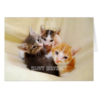 Papa, Warmes und Flauschiges Kätzchen-Trio Alles G