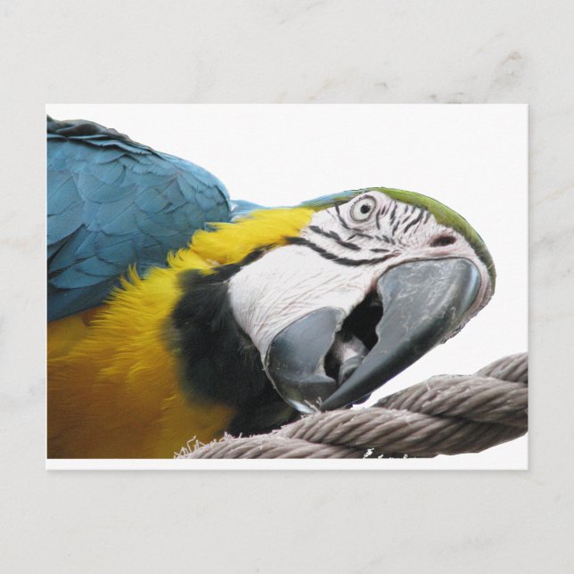 Papagei auf Seil — Postkarte (Vorderseite)