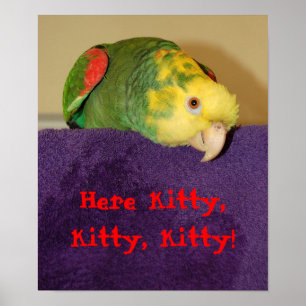 Papagei, der Kitty. nennt Poster