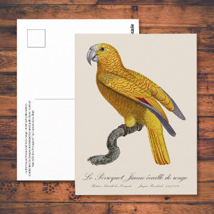 Papagei des Paradieses von Kuba, Psittacus Paradis Postkarte