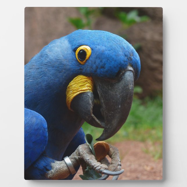 Papagei Fotoplatte (Vorderseite)