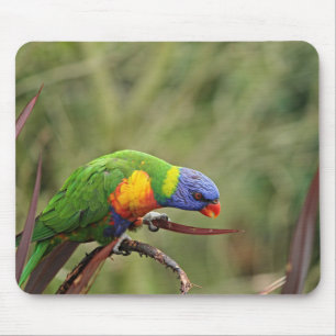 Papagei, Lorikee, Vogel Mousepad
