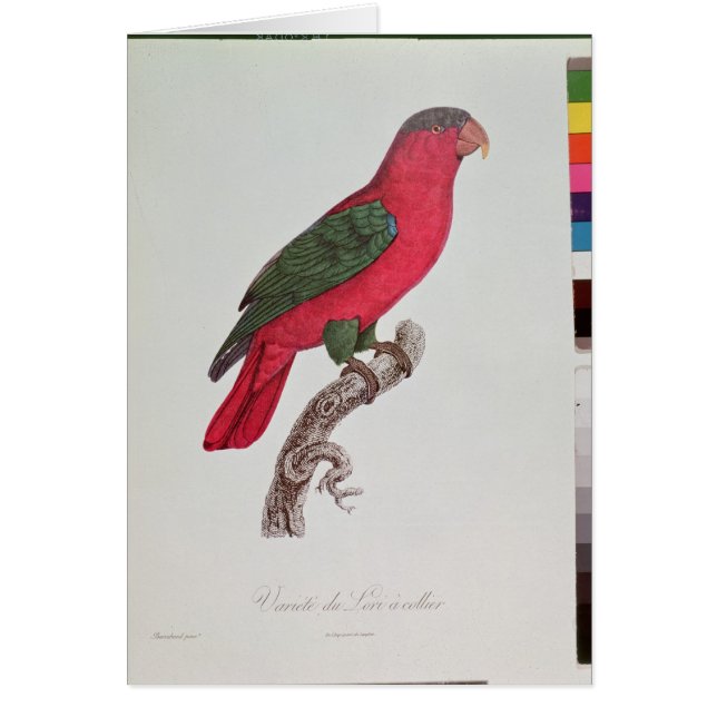 Papagei: Lory oder ergattert (Vorne)