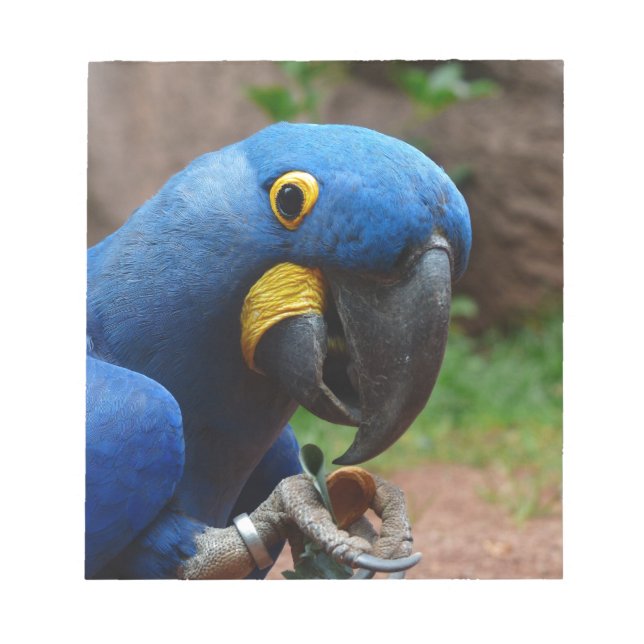 Papagei Notizblock (Vorderseite)