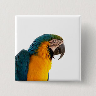 Papagei-Post-it-Hinweise Button