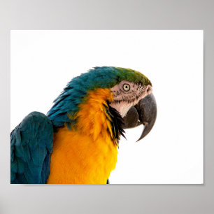 Papagei-Post-it-Hinweise Poster