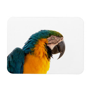 Papagei Post-it Notizen Magnet