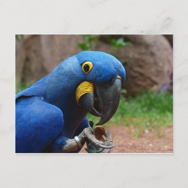 Papagei Postkarte (Vorderseite)