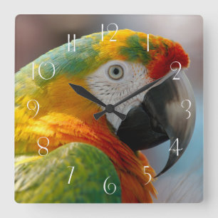 Papagei Quadratische Wanduhr
