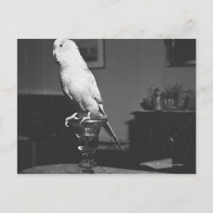 Papagei sitzt auf Kerzenhalter B&W Postkarte