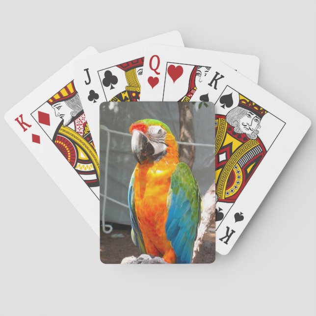 Papagei, Spielkarten, Natur, Vögel Spielkarten (Rückseite)
