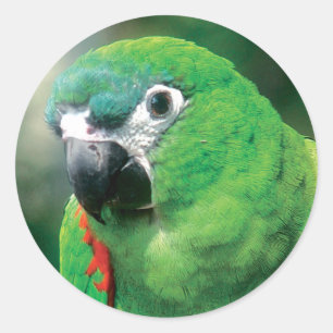Papagei-Sticker Runder Aufkleber