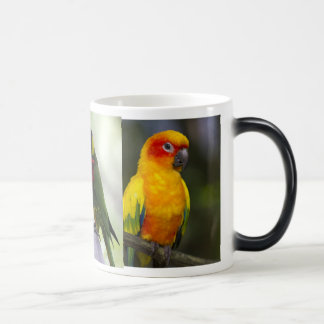 Papagei und Lorikeets Tasse