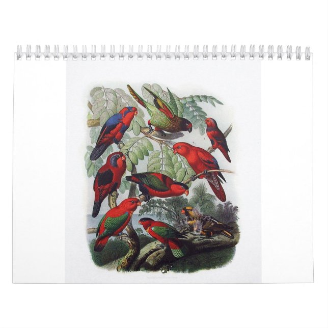 Papagei, Vogelsammlung Kalender (Titelbild)