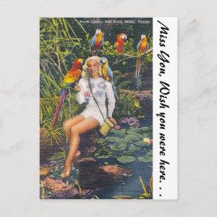 Papageien-Dschungel, Miami, Florida Postkarte