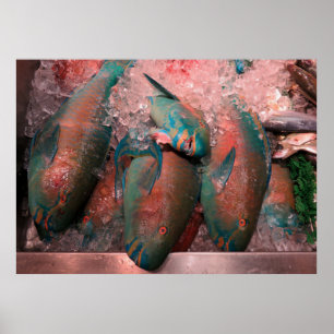 Papageien-Fische Poster