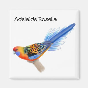 Papageien-Magnet Adelaides Rosella Magnet