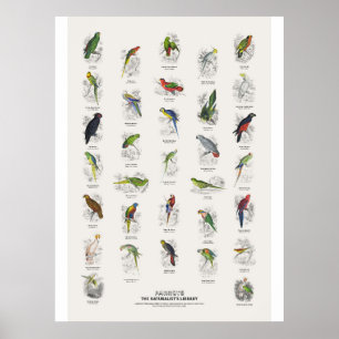 Papageien - Naturalist's Library Poster