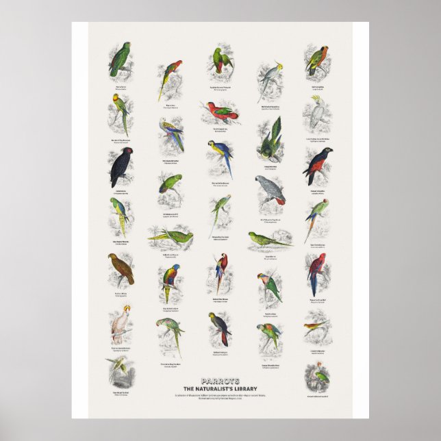 Papageien - Naturalist's Library Poster (Vorne)