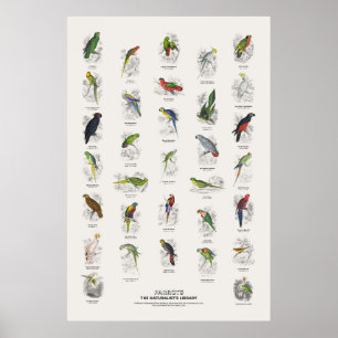 Papageien - Naturalist's Library Poster