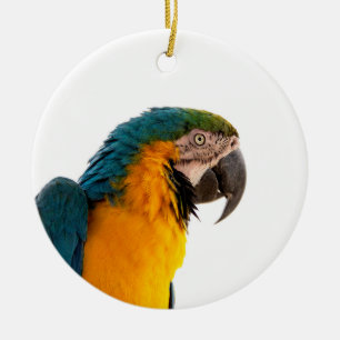 Papageien-Post-it-Notizen Keramik Ornament