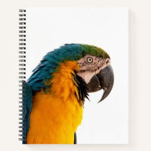 Papageien-Post-it-Notizen Notizbuch