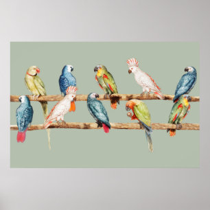 Papageien Poster