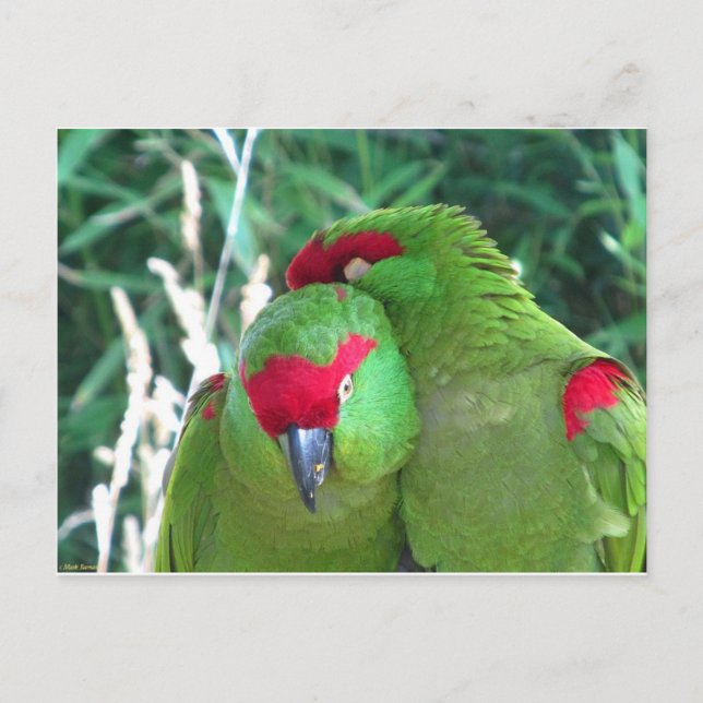 Papageien Postkarte (Vorderseite)