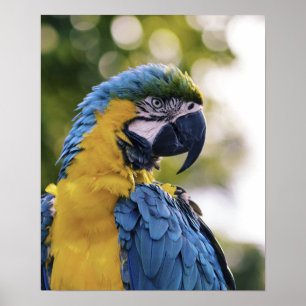 Papageien-Profil-Porträt-Fotografie Poster