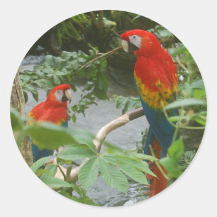 Papageien - scarlette Macawaufkleber Runder Aufkleber