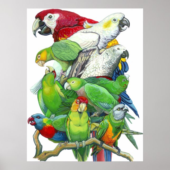 Papageien und Papageien drucken Poster (Vorne)